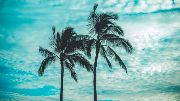 Palm Trees Tops Sky Wallpaper