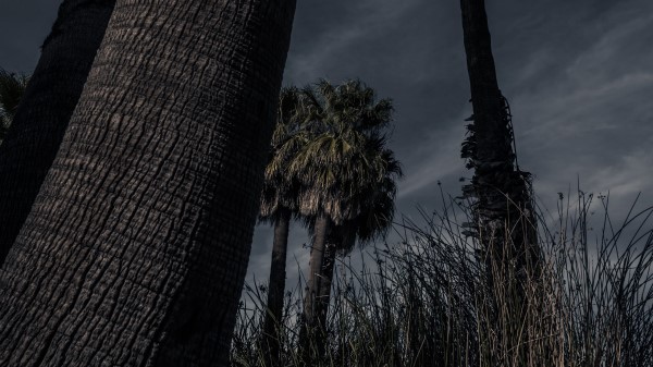 Palm Trees Trees Grass Wallpaper