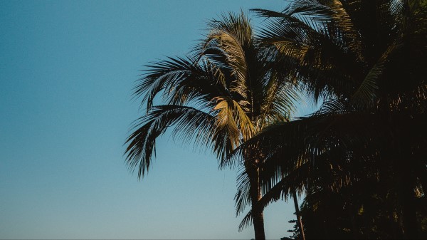 Palm Trees Treetops Branches Wallpaper
