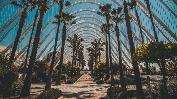 Palm Trees Tropics Sunlight Wallpaper