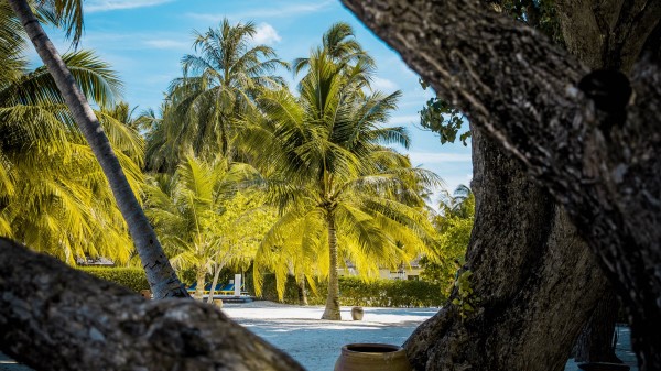 Palm Trees Tropics Trees Wallpaper