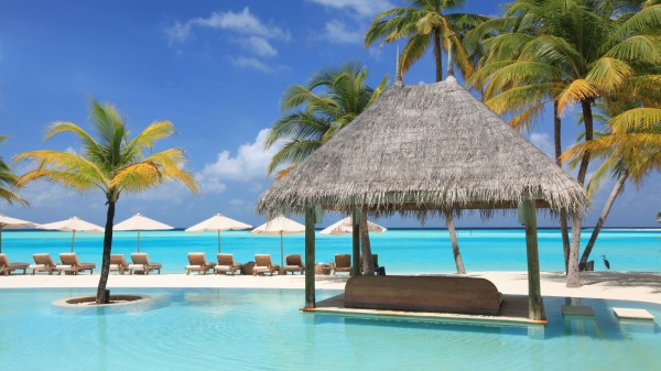 Palm Trees Vacation Sun Beds Pool Wallpaper