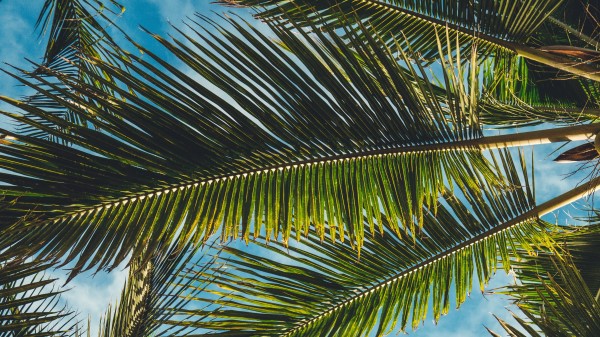 Palms Leaves Branches Wallpaper