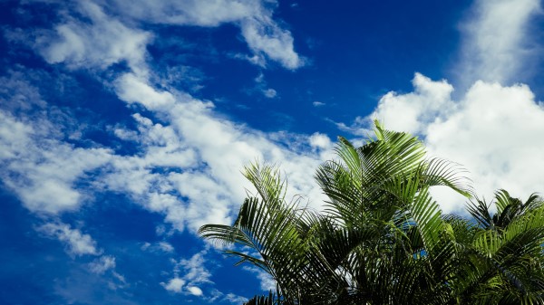 Palms Leaves Sky Wallpaper