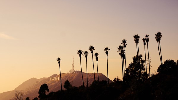 Palms Mountains Bushes Wallpaper