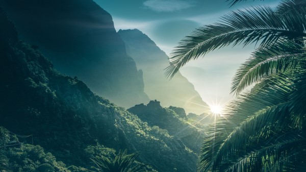 Palms Mountains Sunlight Wallpaper