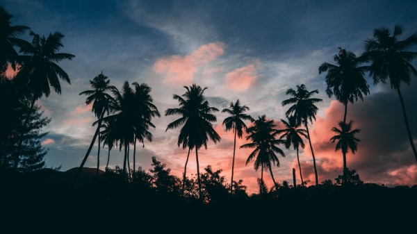 Palms Outlines Sunset Wallpaper