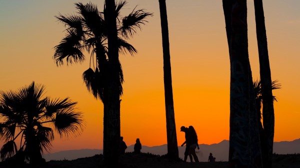 Palms Silhouettes Tropics Wallpaper