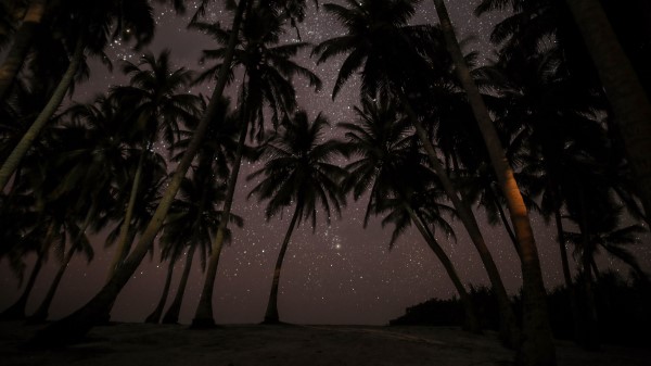 Palms Starry Sky Tropics Wallpaper