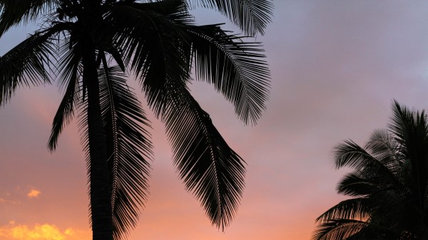 Palms Sunset Branches Wallpaper