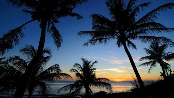 Palms Sunset Sea wallpaper