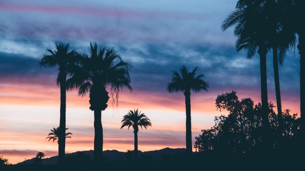 Palms Sunset Sky Image Wallpaper