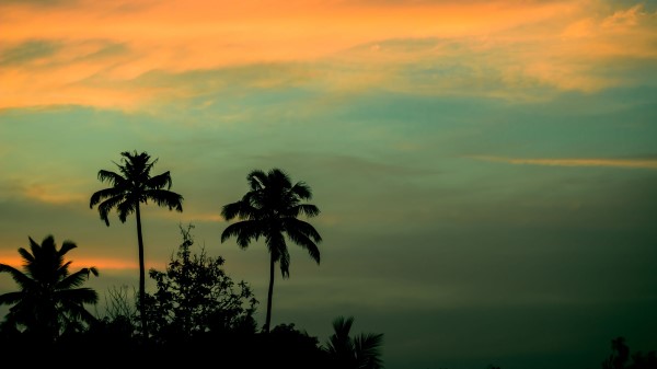 Palms Sunset Sky Wallpaper