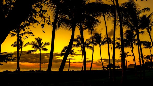 Palms Sunset Tropics Wallpaper