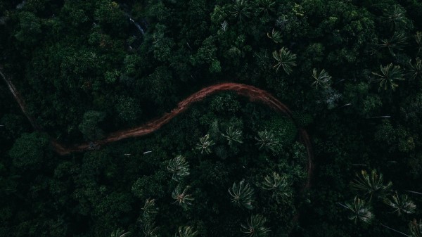 Palms Top View Road Wallpaper