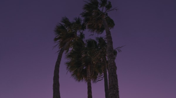 Palms Trees Bottom View Wallpaper