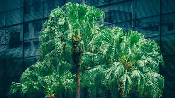 Palms Trees Foliage Wallpaper