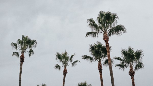 Palms Trees Sky Wallpaper