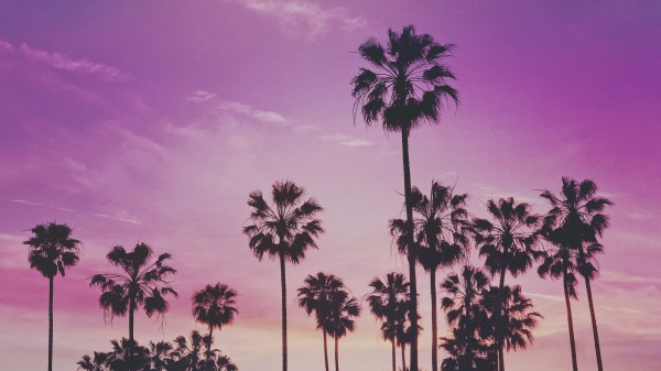 Palms Trees Sunset Wallpaper