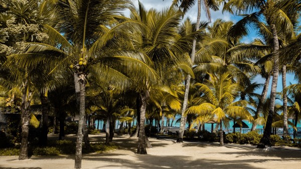 Palms Tropics Beach Wallpaper