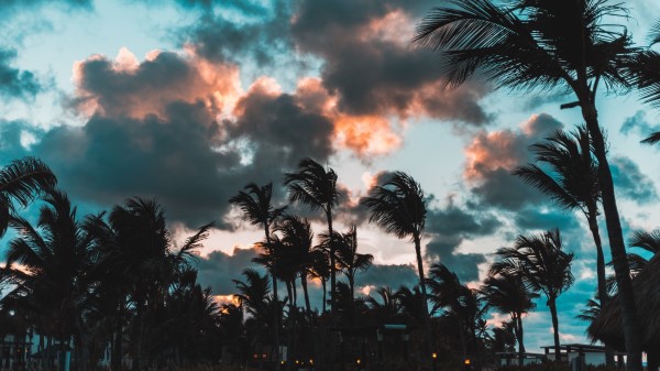 Palms Wind Clouds Wallpaper