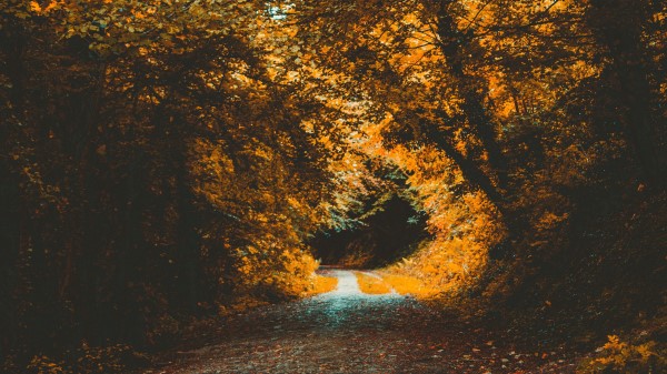 Park Autumn Path Wallpaper