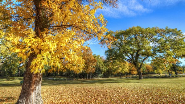 Park Autumn Trees Foliage Wallpaper