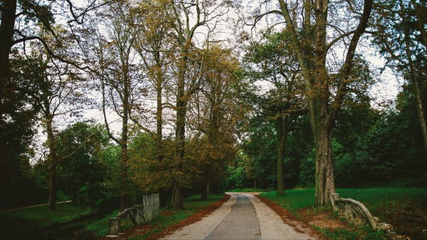 Park Path Autumn Wallpaper