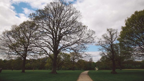 Park Path Trees Wallpaper