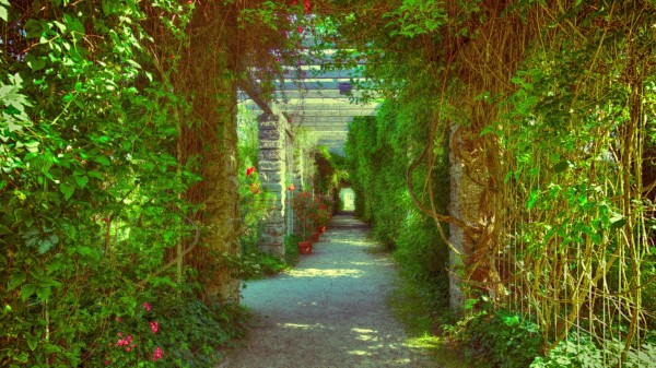 Passage Overgrown Flowers Wallpaper