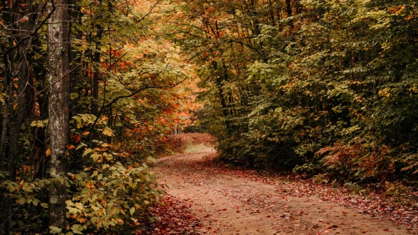 Path Autumn Trees Wallpaper