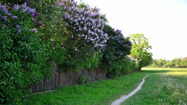 Path Fence Lilacs Wallpaper