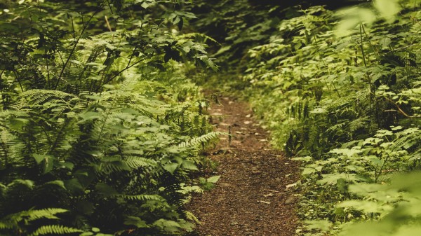 Path Fern Forest Wallpaper