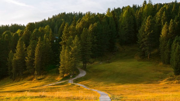 Path Field Forest Wallpaper