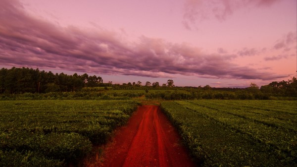 Path Field Grass Wallpaper