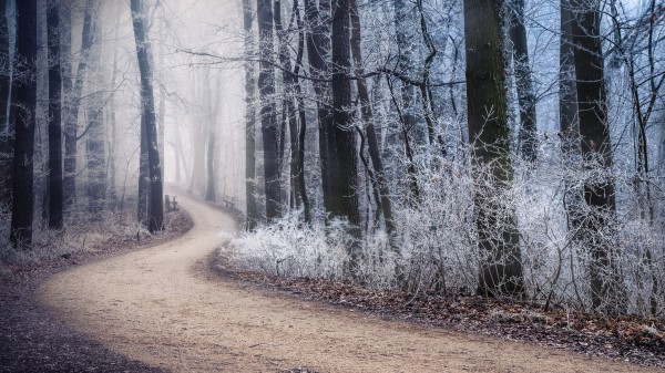 Path Fog Forest wallpaper