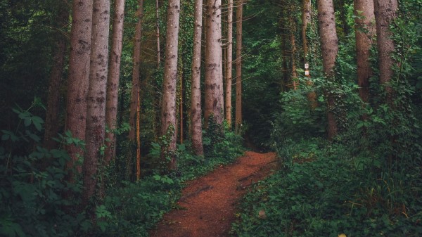 Path Forest Pines Wallpaper