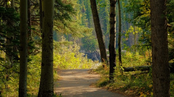 Path Forest Road Wallpaper