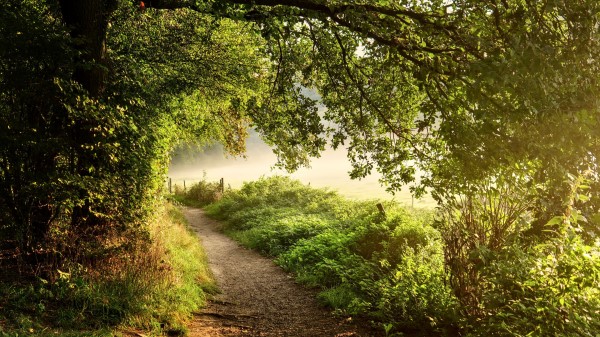 Path Forest Trees Image Wallpaper