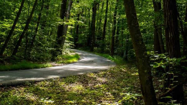 Path Forest Trees Wallpaper