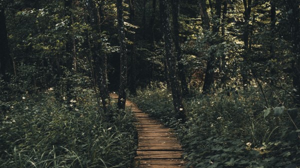 Path Forest Wooden Wallpaper