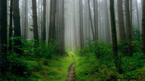 Path Grass Trees Image Wallpaper