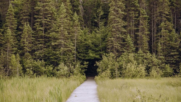 Path Grass Trees Wallpaper
