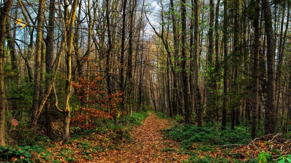 Path Road Forest Wallpaper