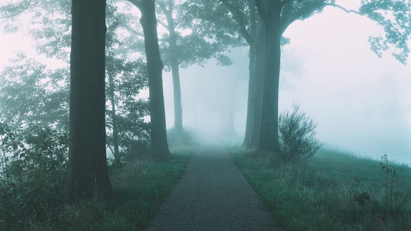 Path Trees Fog Image Wallpaper