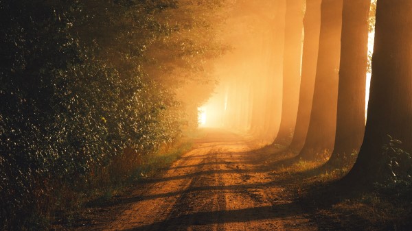Path Trees Fog Wallpaper