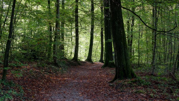 Path Trees Forest Image Wallpaper
