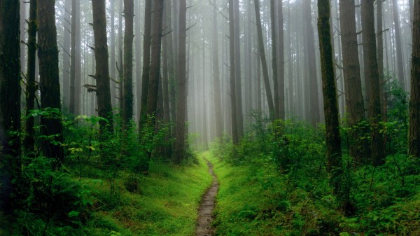 Path Trees Grass Wallpaper
