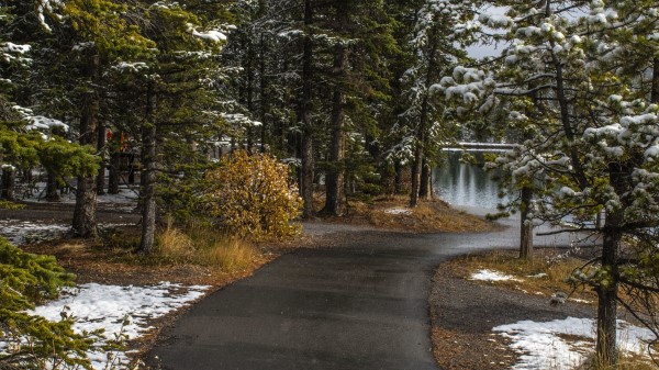 Path Trees Spruce Wallpaper