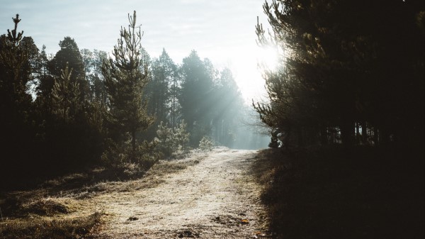 Path Trees Sunlight Image Wallpaper